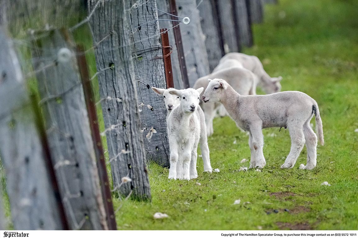 THE ANNUAL Lambassador Delegation for 2023 has convened this week in Melbourne (May 1-5) to promote Australian lamb to the international community. Photo: TRAVEL PHOTOGRAPHY GURU.