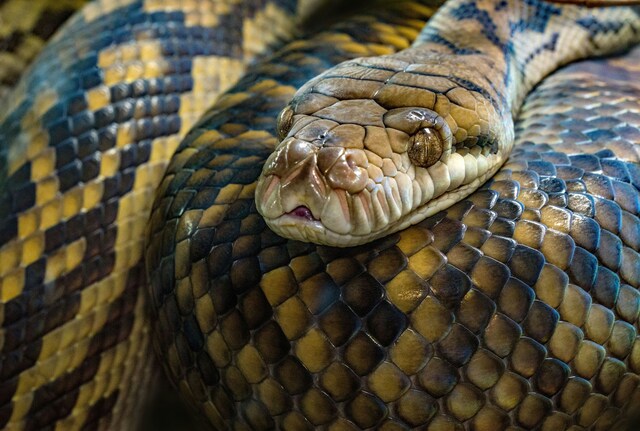 Snakes Alive | Hamilton Spectator