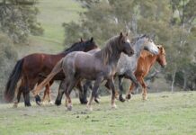 Brumbies find new home in Harrow