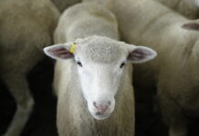 Hamilton Market Reports