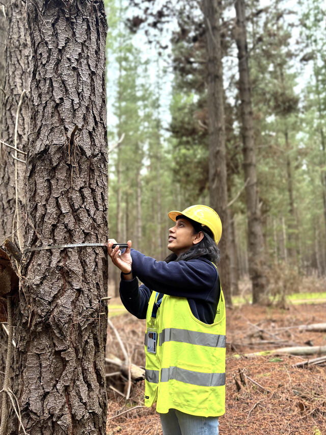Hamiltonian Becomes Sa Forest Health Officer | Hamilton Spectator