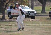 Pigeons soar over the Tigers
