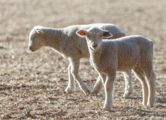 Hamilton Market Report