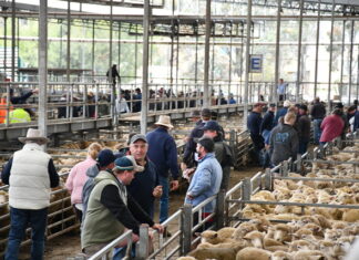 Hamilton Market Reports