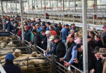 Hamilton Market Reports