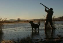 Gun law reform pushed through