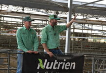 Leap in cattle values