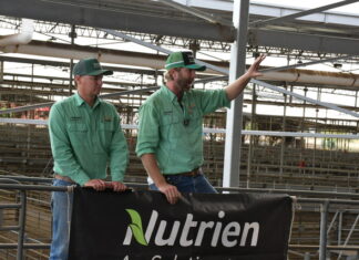 Leap in cattle values