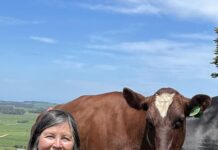 Study looks to herd longevity