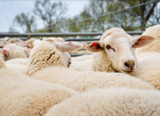 Hamilton Market Reports