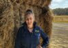 Hay market stabilises