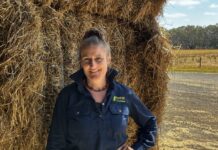 Hay market stabilises