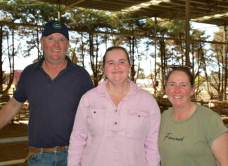 Busy time at the saleyards