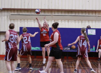 Bandicoots climb up the ladder