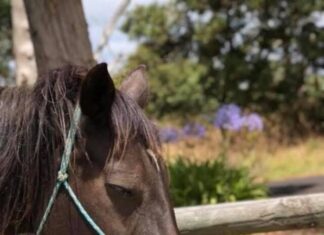 Tributes for gentle horse