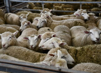 Hamilton market reports