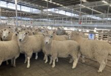 Hamilton Market Report