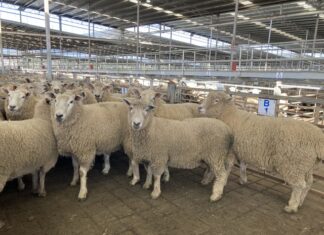 Hamilton Market Report