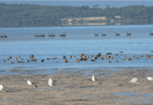 Duck hunting bag limit announced