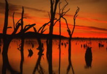 Veteran botanophile to speak